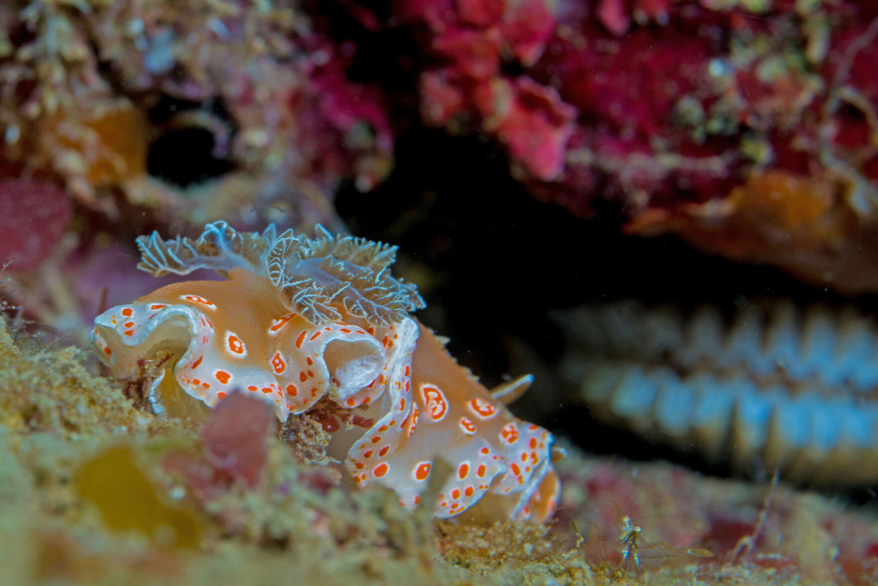 Night diving, Sea of Cortez, San Carlos